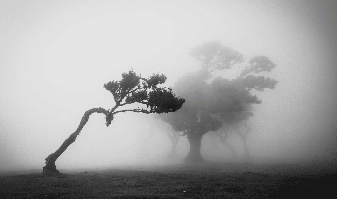 When Your Nervous System Activates All Four Survival Responses at Once